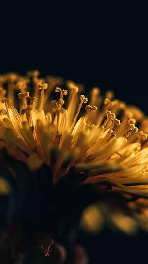 Golden Dandelion Macro