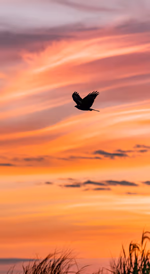 Flying Bird Sunset Silhouette