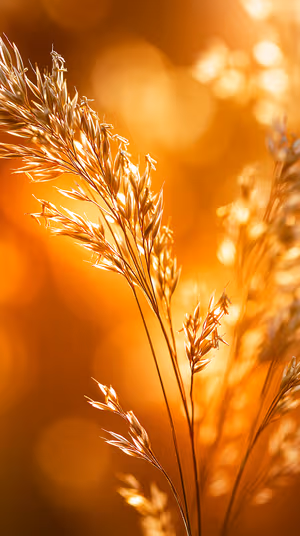 Macro sunlit grass seed heads centered on an amber gold background with warm bokeh, ultra HD iPhone image