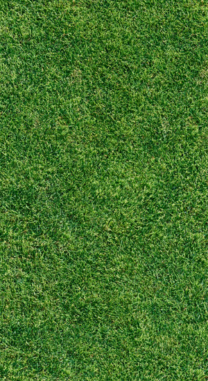 Natural grass texture in a minimalist green aesthetic with dense blades and fresh color