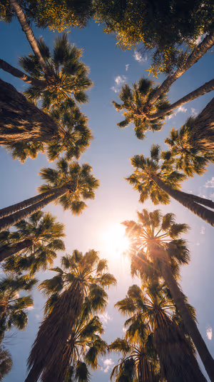 Sunlit tropical palm canopy centered on a blue and gold sky background in warm photographic aesthetic ultra HD image.
