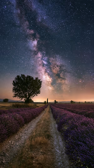 Lavender Nightscape