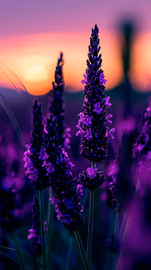 Macro lavender stalks centered on a purple orange sunset background in a moody, dreamy aesthetic, ultra HD.