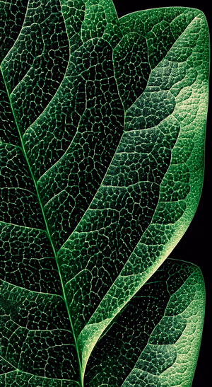 Emerald Leaf Vein Macro