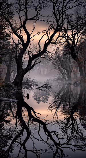 Gothic misty forest reflected in still water with charcoal and peach dusk tones