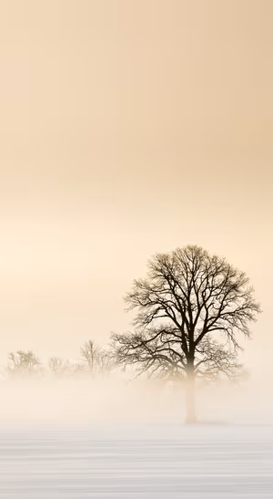 Foggy Oak Tree — iPhone lock screen wallpaper