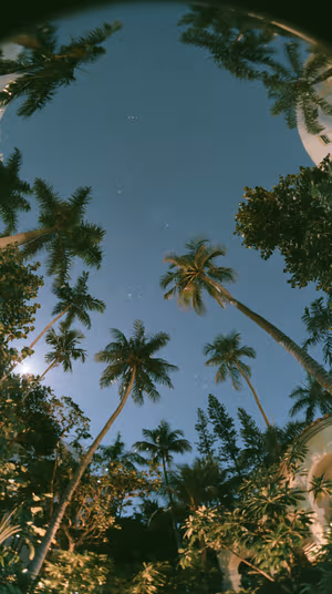 Starry Palm Canopy