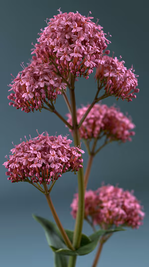 Delicate macro floral cluster centered on muted teal background in pink tones ultra HD 8K image