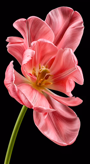 Macro pink tulip on a black background in a high detail floral aesthetic