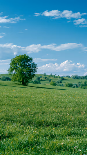 Solitary Green Meadow