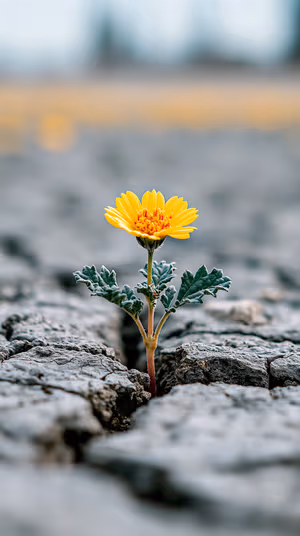 Macro solitary yellow flower centered on a cracked gray background in a minimalist natural style, ultra hd 8K image.