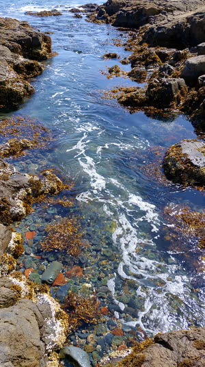 Realistic coastal tidepool with clear blue green water, rocky shore and seaweed ultra hd iPhone background