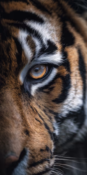 Moody macro tiger eye close up with amber iris and textured fur, ultra HD 8K mobile background