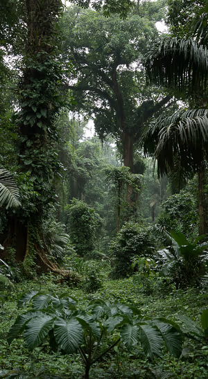 Realistic tropical rainforest centered on a deep green background in a lush nature aesthetic.