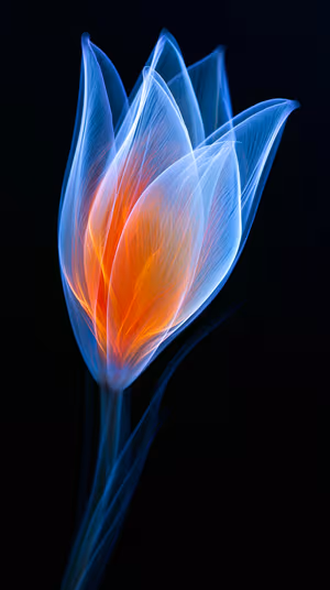 Luminous Tulip Glow