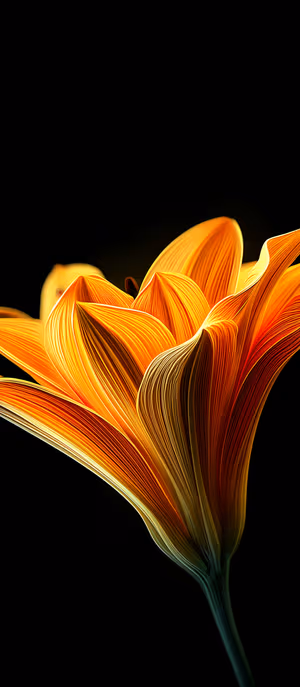 Minimalist macro orange flower with glowing layered petals on a black background ultra HD 8K closeup.