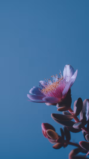 Macro pink succulent bloom centered on a smooth blue background in a soft, minimalist macro aesthetic ultra HD image.