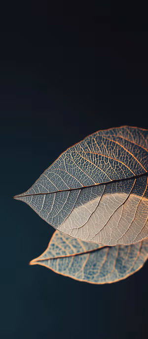 Minimalist macro of translucent skeleton leaves centered on a moody dark gradient in macro art aesthetic ultra HD