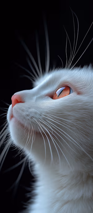 Hyper realistic white cat close up with a glowing orange eye on a black backdrop, ultra HD image.