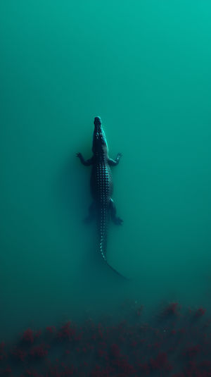 Top-down view of a crocodile swimming in deep teal water above red underwater plants, minimalist animal wallpaper.