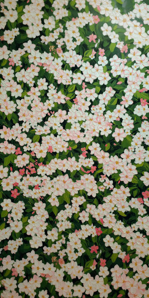 High-resolution close-up of white and pink cherry blossom clusters against dark green leaves in spring bloom.