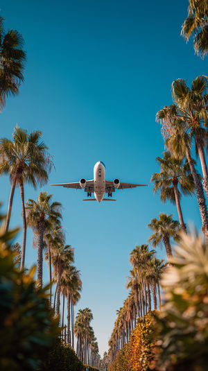 Low-flying commercial airplane framed by tall palm trees over a sunlit avenue with a vivid clear blue sky.