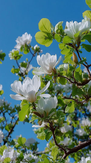 Close-up of white magnolia flowers blooming on tree branches with green leaves against a vibrant blue sky background.