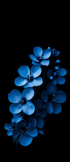 Close-up of vibrant blue blossoms glowing against a solid black background, showcasing detailed petals and stamens.