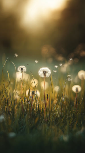 Dandelion Sunset Glow