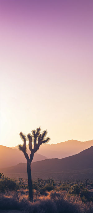 Joshua Tree Sunset Glow