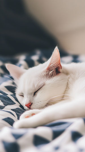 Close-up of a white cat with pink nose sleeping on a blue and white patterned blanket in soft natural light