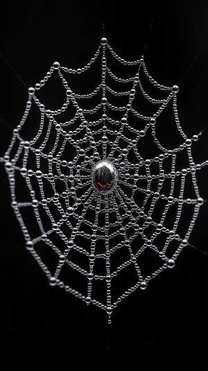 Spider Web Dew Drops