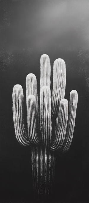 Black and white photo of tall saguaro cacti with multiple arms against a dark, textured background.