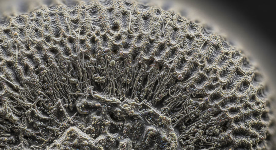 extreme close-up of microfossil surface texture and patterns