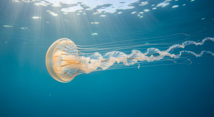 jellyfish swimming with trailing tentacles in motion