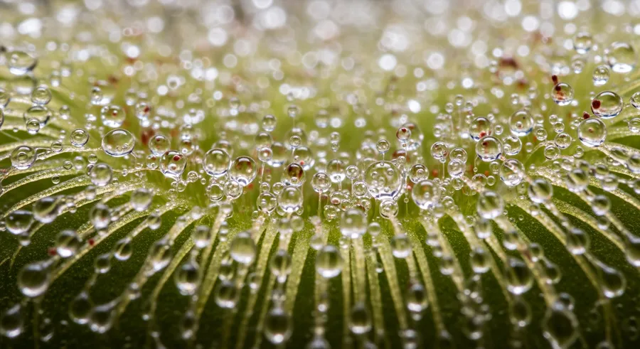 Close-up of digestive slime on carnivorous plant leaves
