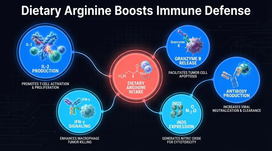 Immune proteins boosted by arginine reducing tumors and viral load