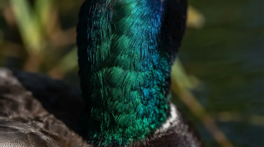 close-up iridescent mallard duck feathers vibrant colors