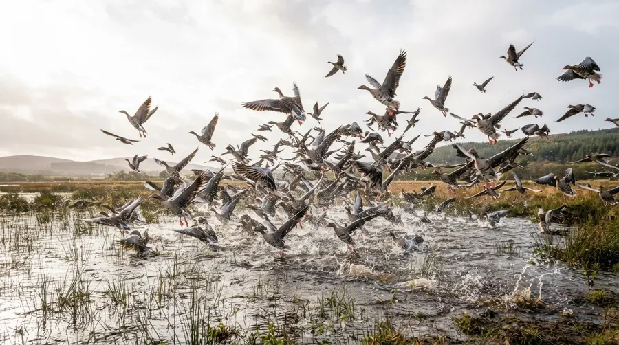 migratory birds taking off from wetland in coordinated flight
