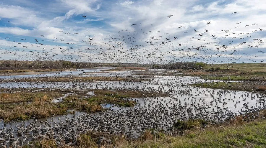large wetland with migratory birds illustrating migration scale