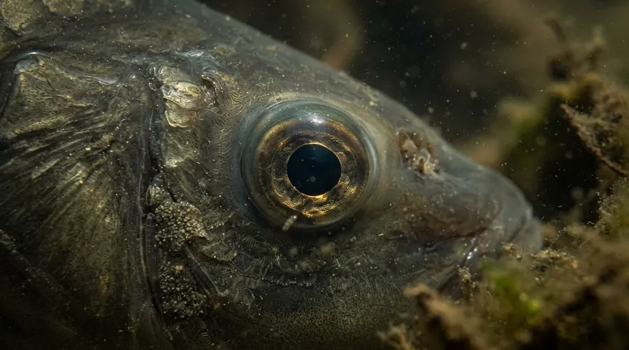close-up of fish eye adaptations for murky water visibility