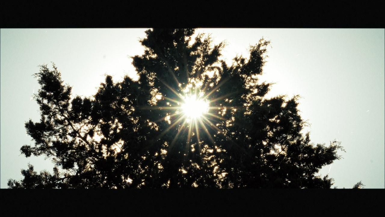 Sole che trapela tra i rami di un pino, controluce — fotogramma dal video Opera Rotas Anno I