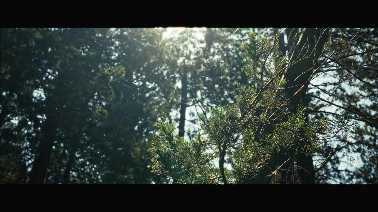 Dettaglio di un pino con lens flare cinematografico