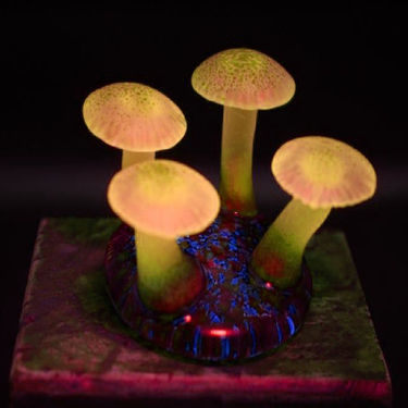 HOW MICRODOSING MAGIC MUSHROOMS CAN CHANGE YOUR LIFE