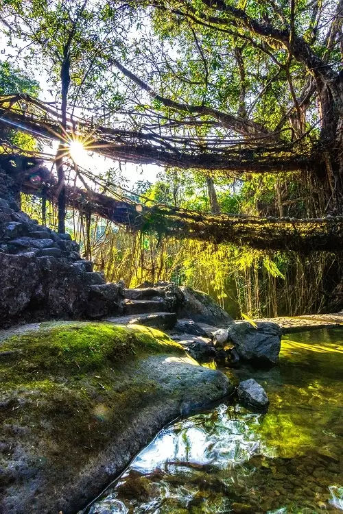 Living Root Bridge in India, Travel Agent Finder, India Travel Guide