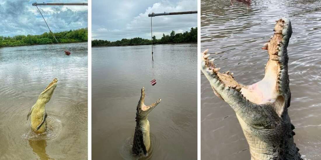 Jumping Crocodiles at feeding time, Jumping Crocodiles Nature Cruise