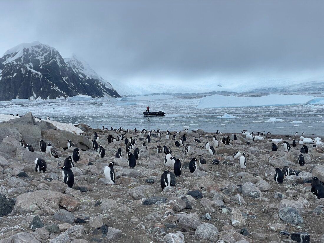 Penguins! Chris Watson Travel, Travel Agent Finder Blog Antarctica