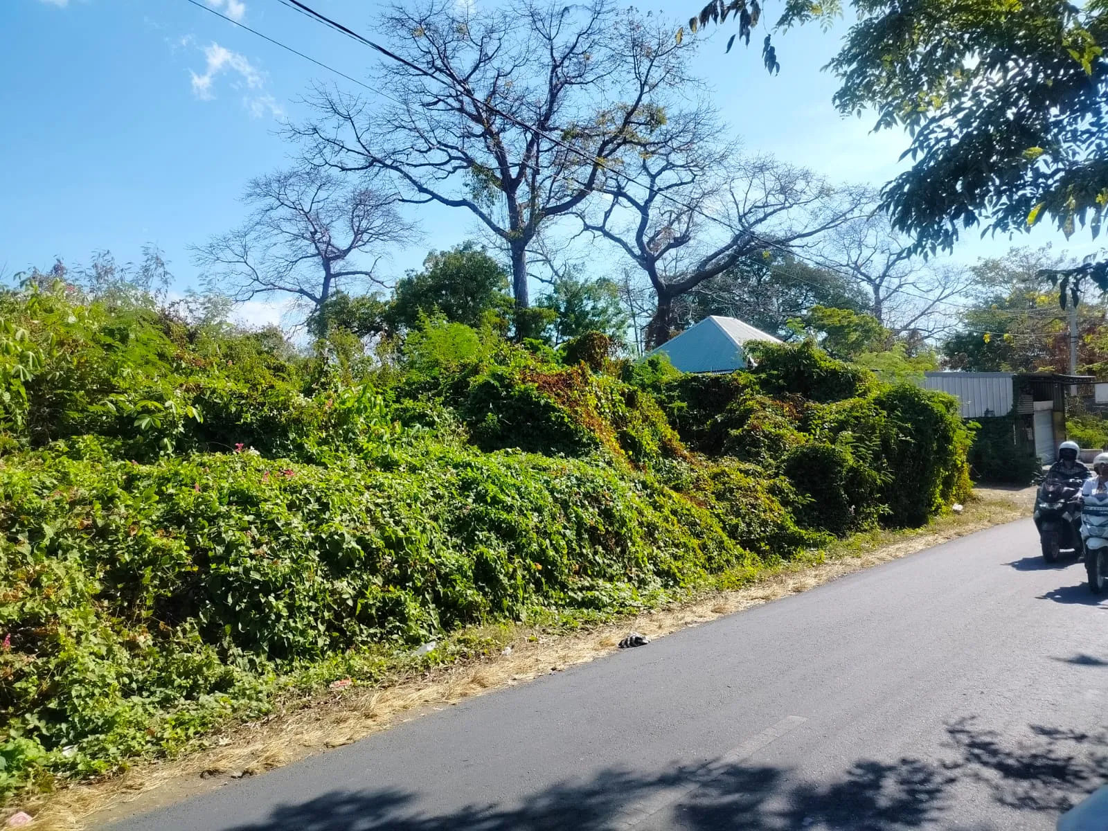 Tanah Kavling Pinggir Jalan Desa Sangsit - 2