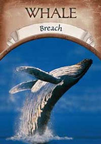 Walvis - Doorbraak