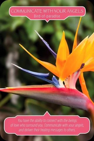 Communiceer met je engelen - Paradijsvogelbloem